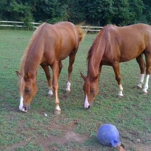 Meet your Posher, Fran